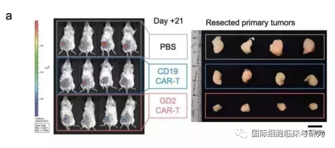 CAR-T疗法小鼠试验