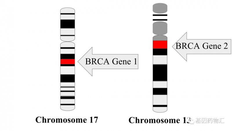 BRCA