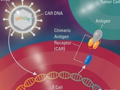 癌症肿瘤溶瘤病毒疗法联合CAR-T细胞免疫疗法治疗实体瘤如虎添翼