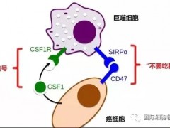 脑瘤免疫治疗,多种脑瘤免疫疗法有望改变患者生存的治疗格局