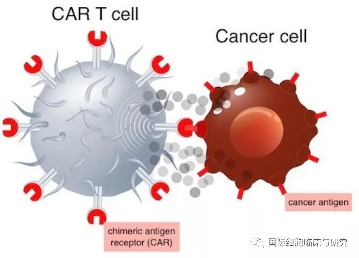 CAR-T细胞