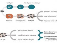 溶瘤病毒疗法,溶瘤病毒临床试验进入快速发展期