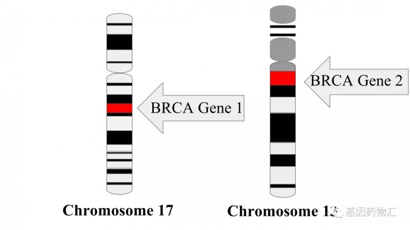 BRCA基因突变