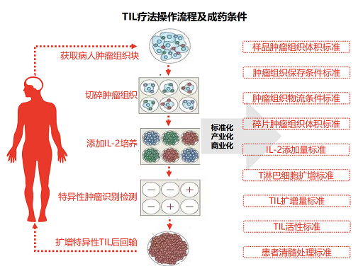 肿瘤浸润淋巴细胞til细胞免疫疗法tils免疫疗法ln145即将上市
