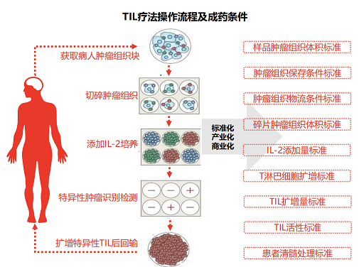 TIL疗法操作流程及成药条件