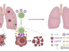 非小细胞肺癌CAR-T细胞免疫疗法强特异性靶点LunX靶点被发现,CAR-LunX-T细胞治疗取得重大进展