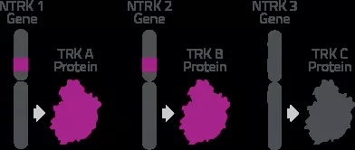 NTRK在正常组织中的重要性