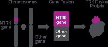 NTRK基因融合产生致癌蛋白