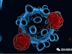 血癌血液肿瘤CD30靶点显著提高CAR-T细胞免疫疗法的有效性和安全性,国内CART临床试验已获批