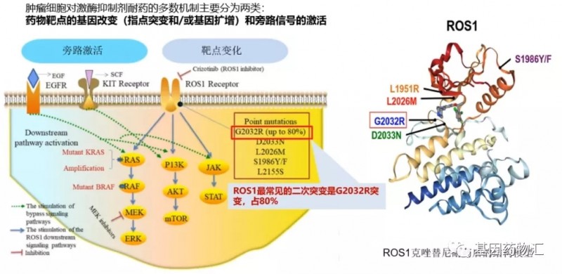 ROS1阳性