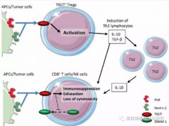 什么是TIGIT靶点,TIGIT抑制剂Tiragolumab联合PD-L1抑制剂阿托珠单抗治疗肺癌效果强烈