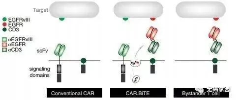 表达双特异性抗体的CAR-T细胞