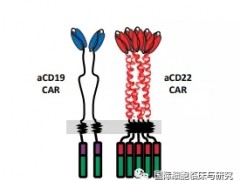 2020年ESMO大会双重靶向的CAR-T细胞免疫疗法AUTO3更安全长效