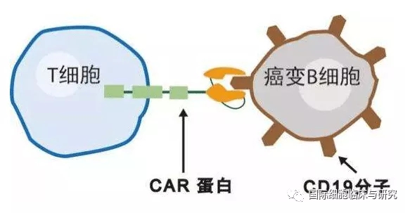 PD-1敲除非病毒CAR-T
