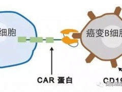 全球首例PD-1敲除非病毒的CAR-T疗法CD19CAR-T细胞免疫疗法惊艳亮相