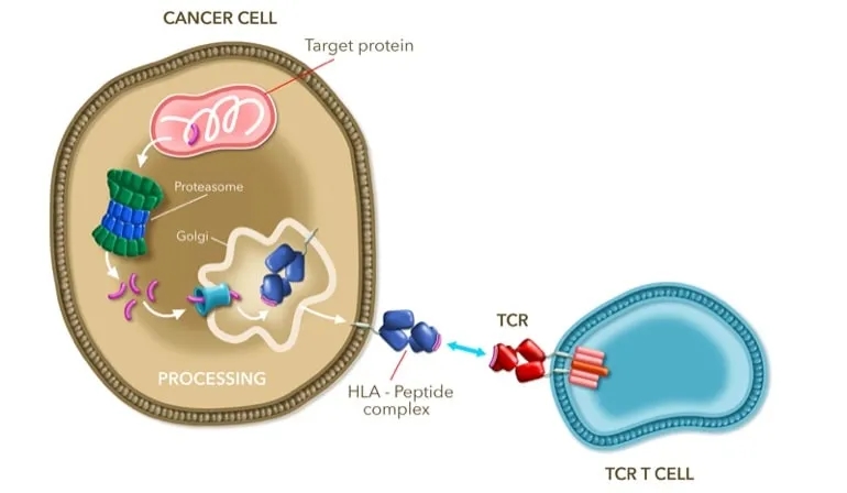 SPEAR T细胞疗法
