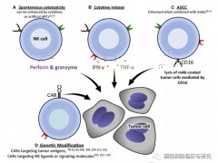 MD安德森重磅:CAR-NK细胞免疫疗法可以克服细胞毒性,与CAR-T细胞免疫疗法治疗相比让其CAR-T甘拜下风