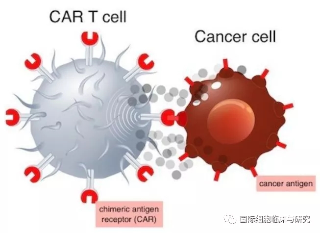 CAR-T