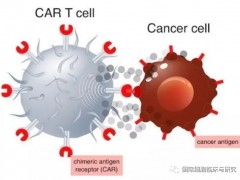 CAR-T细胞结合"SWI019"抗体的新CAR-T细胞疗法再次升级
