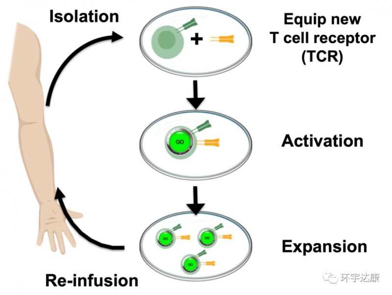 TCR-T细胞疗法