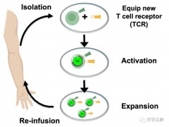 癌症肿瘤治疗新技术,T细胞疗法,过继性T细胞疗法,TCR-T免疫治疗对多种晚期实体肿瘤有效​