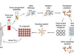 肿瘤浸润淋巴(TIL)细胞免疫疗法多项实体瘤临床病例力证新型免疫免疫疗法到底能带来多少惊喜