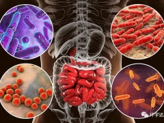 肠道益生菌的作用,肠道菌群的作用竟然能够提升癌症肿瘤治疗放疗、化疗、免疫治疗的成功率