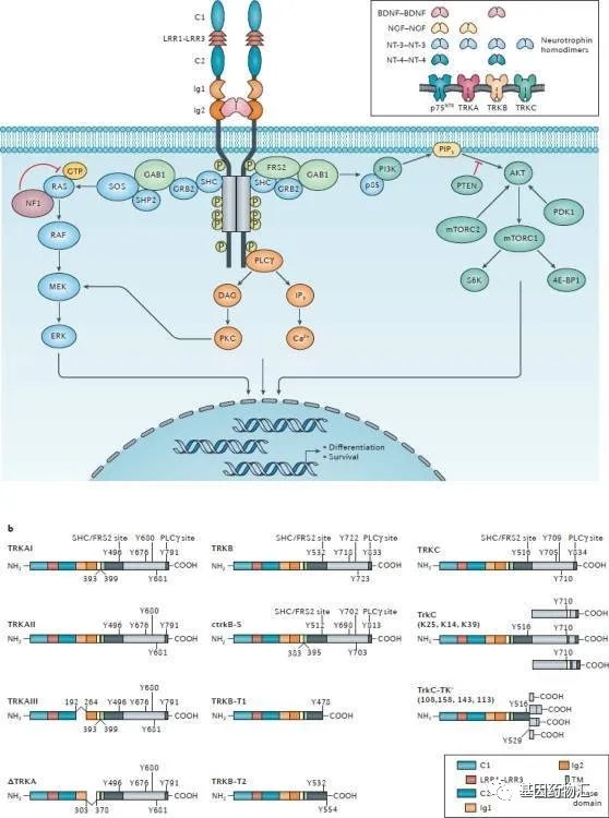 NTRK的信号传导示意图
