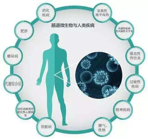 肠道微生物与人类疾病