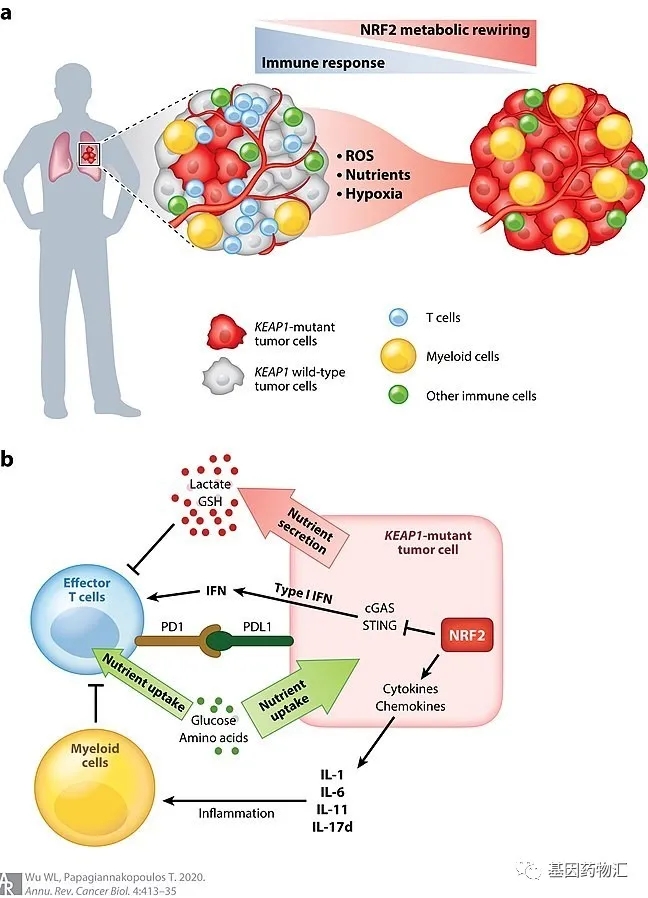 KEAP1/NRF2原理图