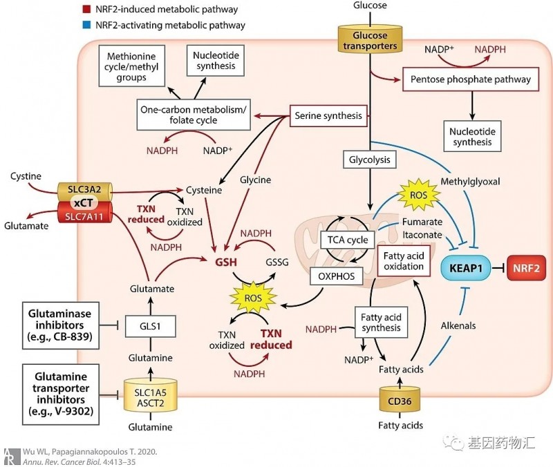 KEAP1/NRF2与细胞代谢的关系图
