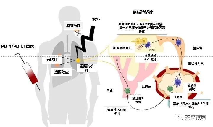 放疗与免疫治疗具有互补、协同作用