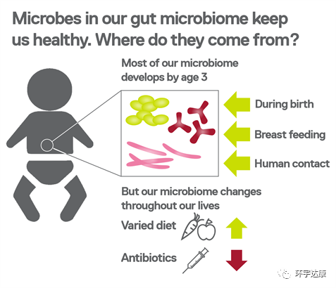 肠道微生物起源