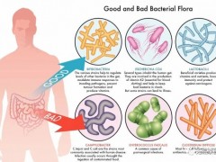 肠道益生菌的作用,肠道菌群的作用,肠道微生物的作用,肠道微生物菌群的作用