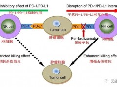 癌症肿瘤免疫联合治疗法,晚期实体瘤NK细胞免疫疗法联合PD-1抗癌效果倍增
