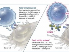 肺癌新药,第五款非小细胞肺癌免疫治疗药物Cemiplimab(Libtayo)显著改善晚期患者生存率