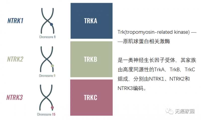 钻石靶点NTRK基因融合突变