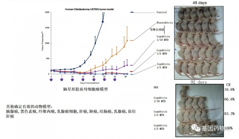 莱古比星和多柔比星小鼠试验对比