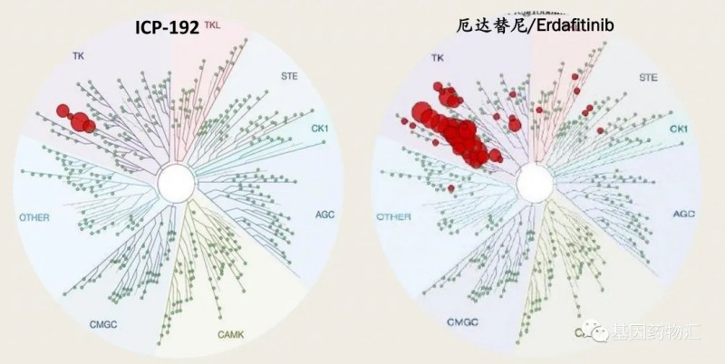 ICP-192和厄达替尼特异性对比