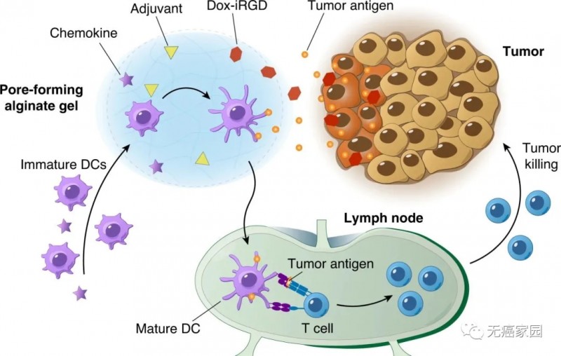 Dox-iRGD释放进入肿瘤并诱导肿瘤细胞的免疫原性死亡