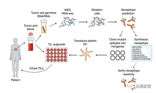 TILs免疫细胞疗法治疗过程