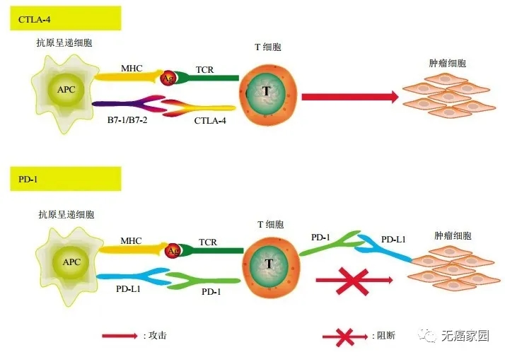 CTLA-4/PD-1在T细胞免疫应答中的作用