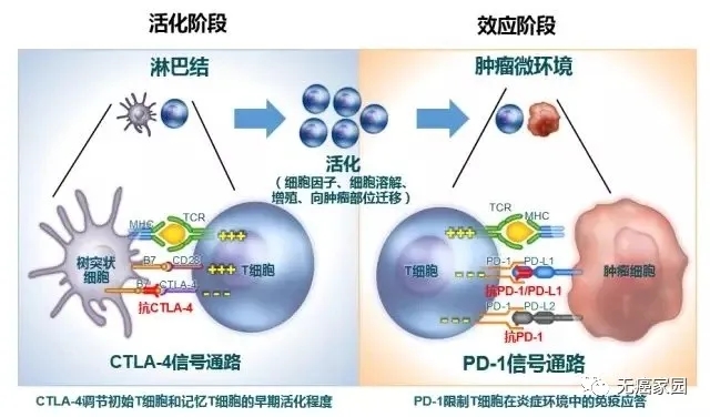 CTLA-4抑制剂和PD-1/PD-L1抑制剂作用机制