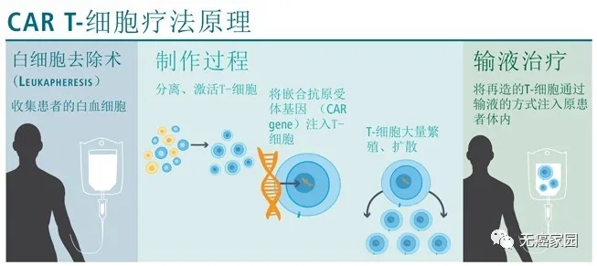 CAR-T细胞疗法原理