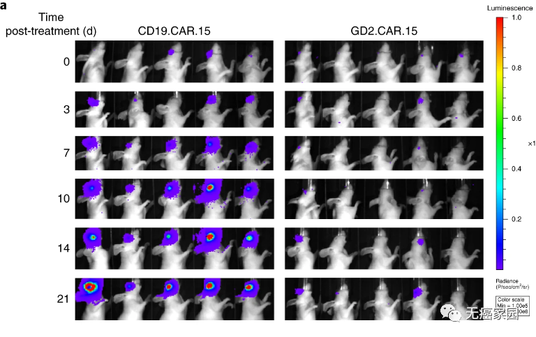 GD2.CAR.15抗肿瘤作用显著增强