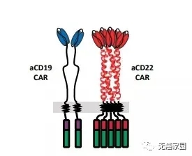 B细胞抗原
