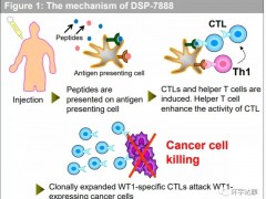 WT1肽疫苗,癌症肿瘤免疫疫苗DSP-7888临床试验二期正式开展