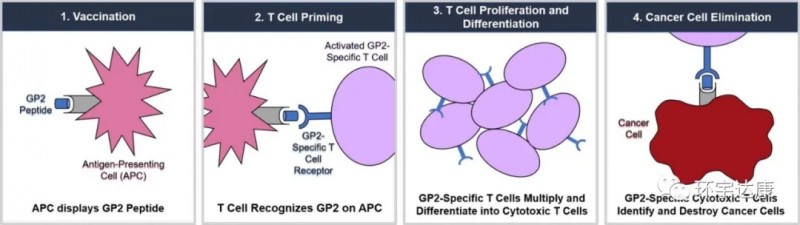 GP2疫苗联合GM-CSF