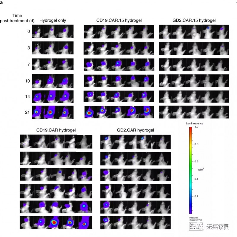 水凝胶助力GD2 CAR.15-T的治疗，并防止肿瘤复