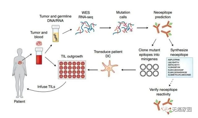 新型免疫疗法tils治疗流程